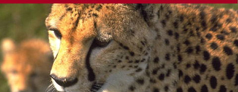 slider-cheetah