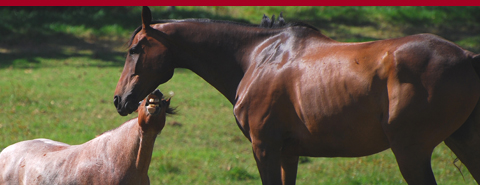 slider-horse