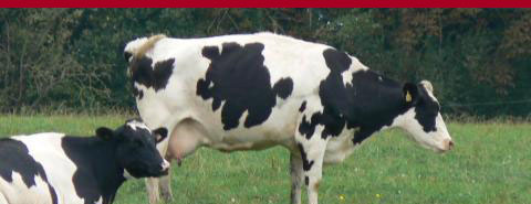 slider-cows